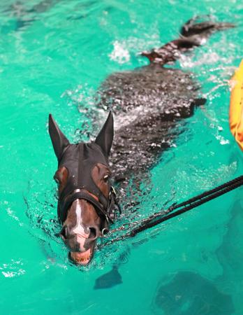 　目黒記念で連覇を目指すムスカテール（撮影・石湯恒介）