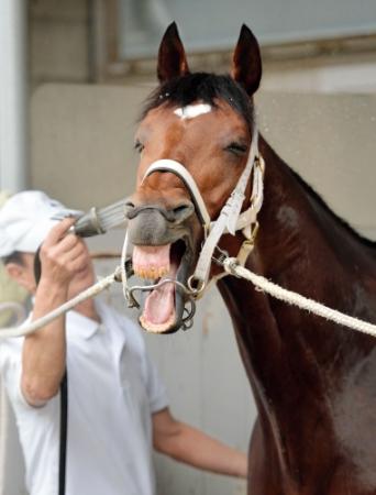 　東京競馬場に到着後、洗い場で手入れされ気持ちよさそうなダノンシャーク