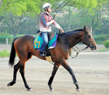　藤沢和厩舎が誇る素質馬アヴニールマルシェ