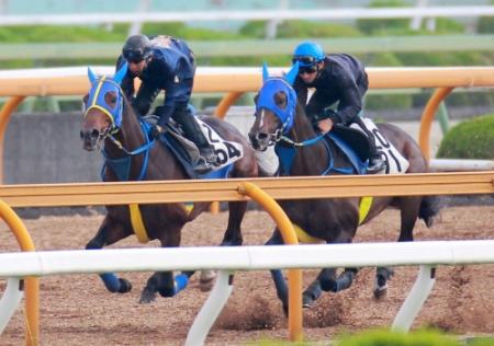 　マジェスティハーツ（右）は栗東ＣＷでウインバリアシオンと豪華併せ馬を行った（撮影・石湯恒介）