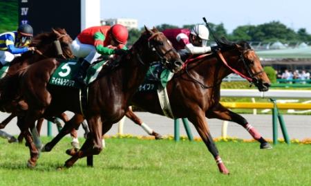 　２着に奮闘したマイネルラクリマ（左）＝東京競馬場（撮影・三好信也）