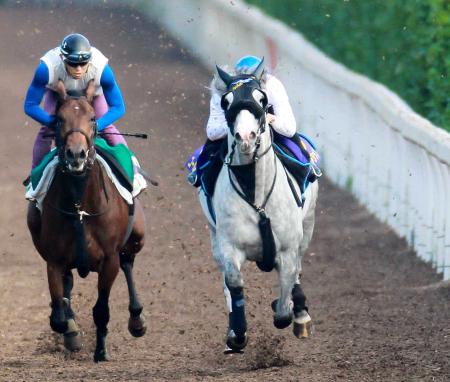 　横山典と呼吸を合わせ、力強く栗東坂路を駆け上がるゴールドシップ（右）＝撮影・石湯恒介