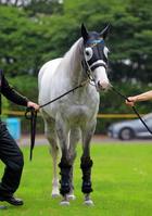 　レース史上初の連覇へ向けて態勢を整えたゴールドシップ