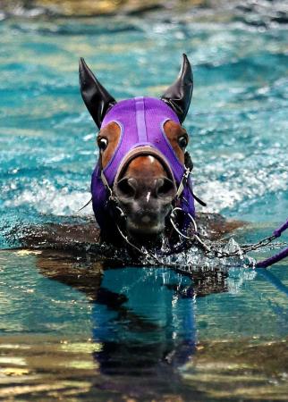 　他馬が追い切りを行う水曜朝もプールで調整したグランデスバル