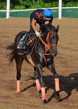 　ダートで素質が開花したスピナッチ（撮影・石湯恒介）