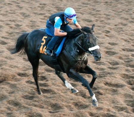 　美浦坂路で追われたショウナンアチーヴ。予定外の内容でも気配は上々だ（撮影・三好信也）