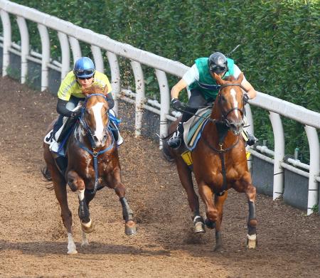 　栗東坂路でクラレント（右）は軽快な脚さばきを披露した