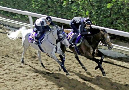 　凱旋門賞へ向けて豪華な併せ馬を行ったゴールドシップ（左）とジャスタウェイ