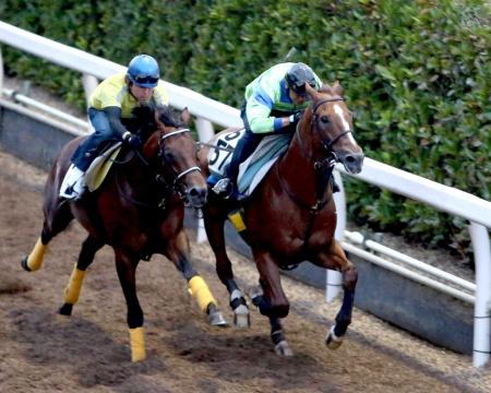 　クラレント（右）は栗東坂路で最終リハを敢行した（撮影・山口　登）