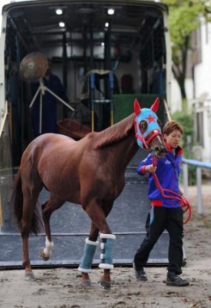 　新潟競馬場に到着したハクサンムーン。自慢のスピードを発揮してＧ１初Ｖを決める（撮影・三好信也）