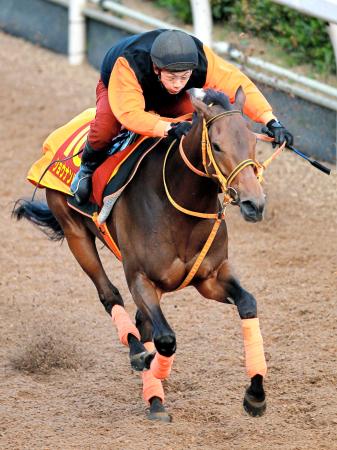 　勢いに乗ってＧ１連勝を狙うショウナンパンドラ