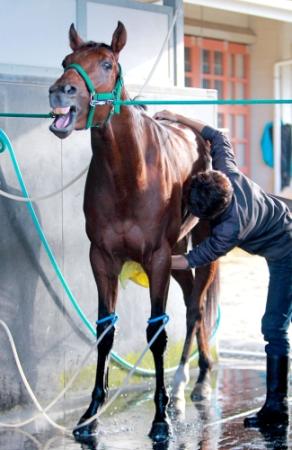 　手入れを受けるタガノエスプレッソ＝栗東トレセン（撮影・石湯恒介）