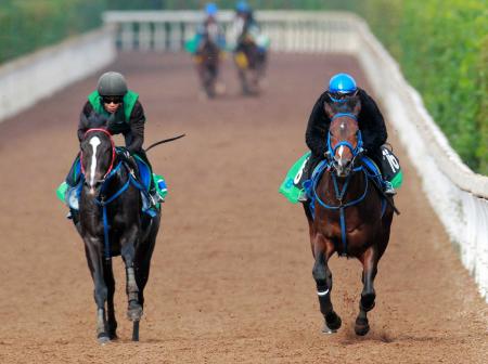 　福永を背に栗東坂路で追い切るナヴィオン（右）