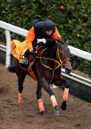 　栗東坂路で文句なしの動きを披露したショウナンパンドラ