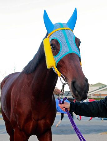 片側だけにチークピーシーズを装着し、一発を狙うフーラブライド（撮影・石湯恒介）