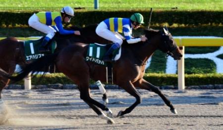 ゴール前差し切りで武蔵野Ｓを制したワイドバッハ＝東京競馬場（撮影・田村亮介）