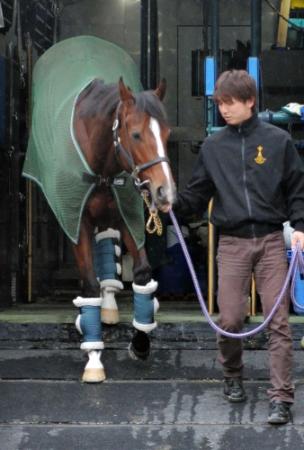 　小雨が降るなか東京競馬場に到着したデニムアンドルビー