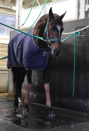 　激走から一夜明け、エピファネイアは栗東の自厩舎でリラックスタイムを過ごした