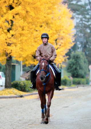　フェブラリーＳの勝利から一気に大ブレークしたコパノリッキーが、年間Ｇ１・４勝目を狙う　