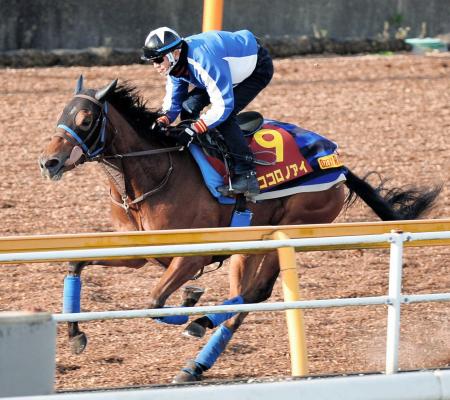 　ココロノアイは美浦Ｗでダイナミックなフォームを見せた