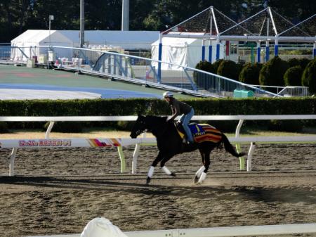 　大井競馬場の感触を確かめるソイフェット