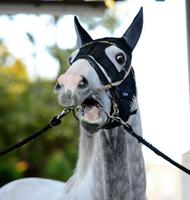 【有馬記念】ゴールド栄光の馬房再び