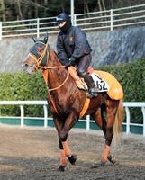 【京都金杯】グランデッツァ勝負の年