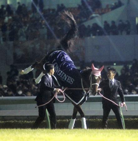 　引退式でも尻っ跳ねするほどまだまだ元気いっぱいのジェンティルドンナ＝１４年１２月２８日