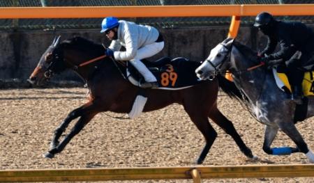 　美浦Ｗ、三浦を背に追い切るコスモナインボール（撮影・田村亮介）