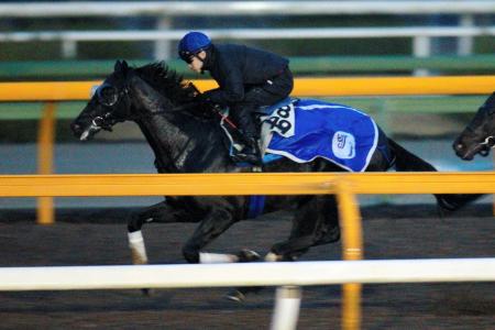 　サトノノブレスは池添を背に栗東ＣＷで上々の動き。連覇へ視界良好だ