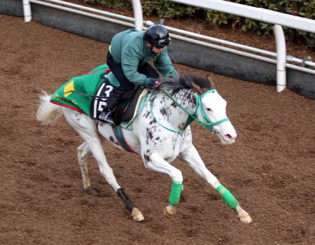 　白毛馬ブチコはパワーアップを印象付ける動きを披露した（撮影・山口　登）