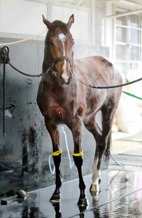 　血統馬レガッタがデビュー２連勝を飾れるか