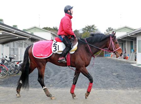 　厩舎周りを運動するヴァンセンヌ。破竹の４連勝＆重賞初Ｖを狙う（撮影・石湯恒介）