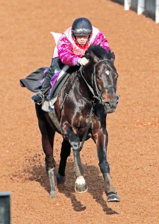 　栗東坂路でビシッと攻められたキズナ。仕上げに抜かりはない