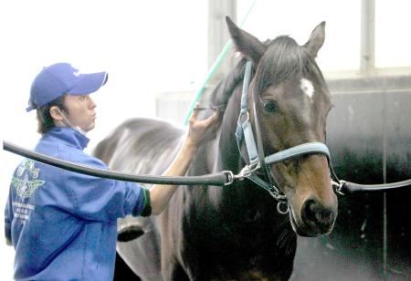 　たてがみの手入れをしてもらうラブリーデイ。重賞３連勝へ好ムードだ（撮影・山口登）