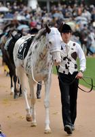 １０Ｒ、伏竜Ｓで関東初見参のブチコ＝中山競馬場