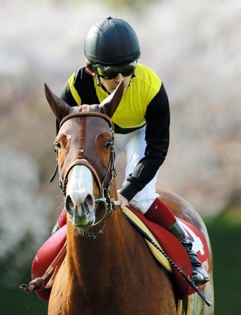 満開の桜を背景に引き上げるカフェブリリアント＝阪神競馬場（撮影・石湯恒介）