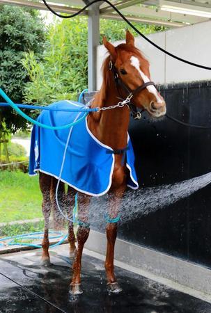 　落ち着きを見せる、栗東滞在のキャットコイン