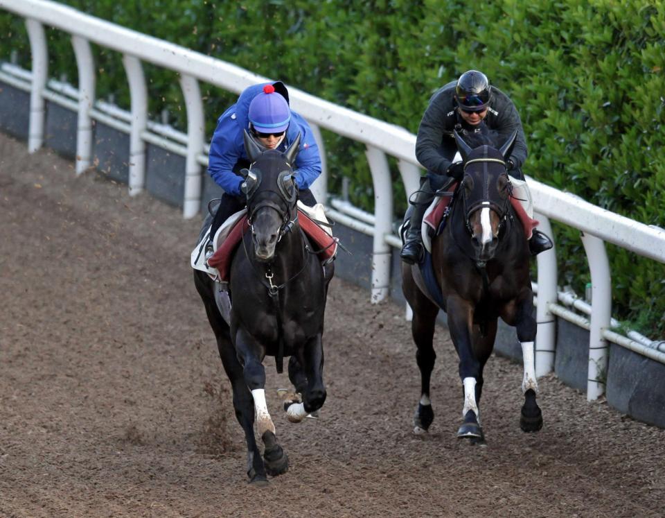 　戸崎圭を背に栗東坂路を駆け上がるフィエロ（左）