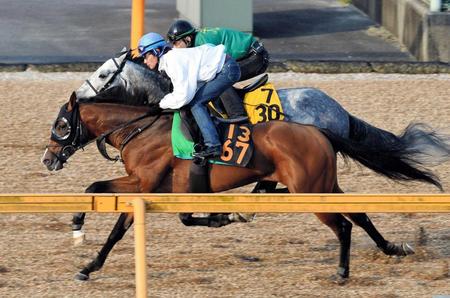 　美浦Ｗで文句なしの気合を見せつけたレッドライジェル（手前）