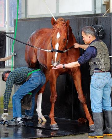 　洗い場で手入れを受けるダノンメジャー。狙い澄ました一戦へ態勢は万全だ（撮影・石湯恒介）