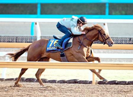 　栗東ＣＷで追い切るヤマカツエース（撮影・石湯恒介）