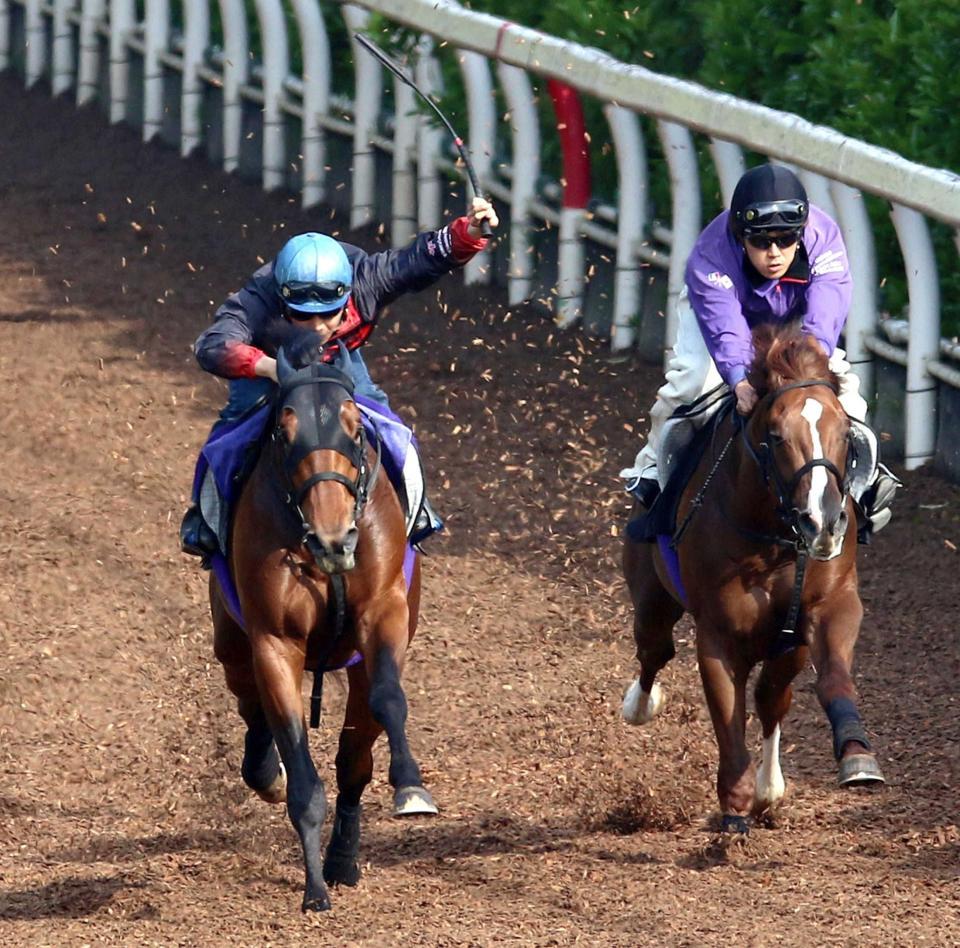 　栗東坂路を駆け上がるクラリティスカイ（左）。東京マイルで躍進を狙う（撮影・山口登）