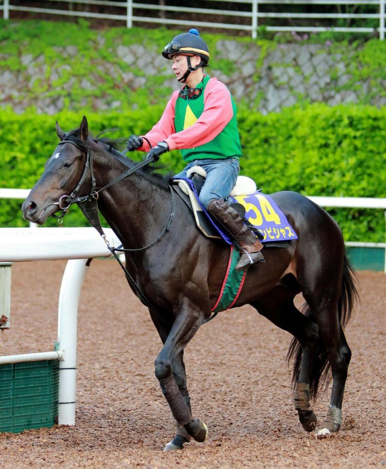 　ダービーを回避することがわかったアンビシャス