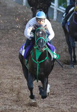 栗東坂路で追い切るグァンチャーレ＝栗東トレセン（撮影・山口　登）