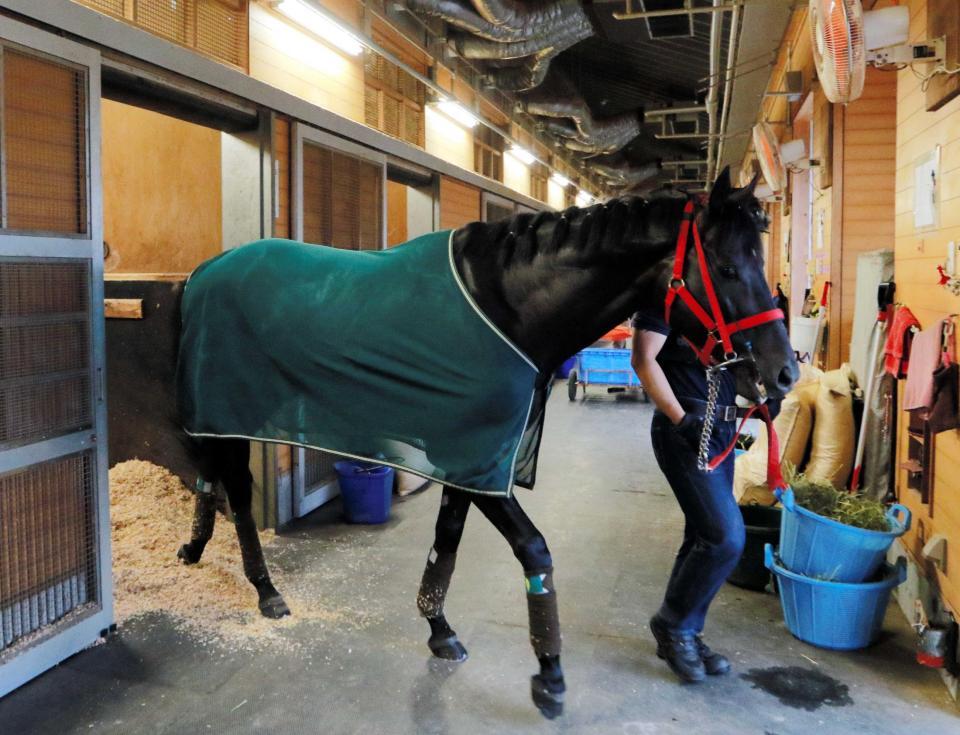 　運動に向かうフルーキー。賞金を加算しさらなる飛躍を目指す（撮影・石湯恒介）