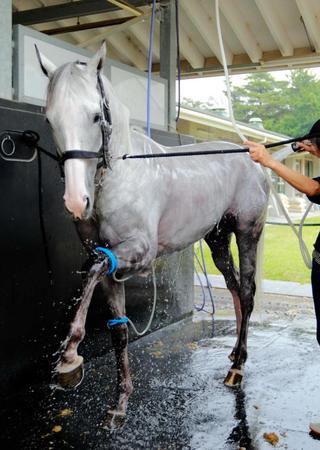 　宝塚記念３連覇を狙うゴールドシップ