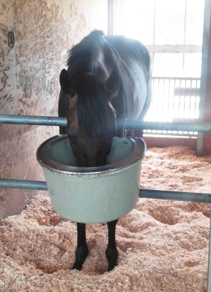 　カイバをしっかりと食べるラブリーデイ