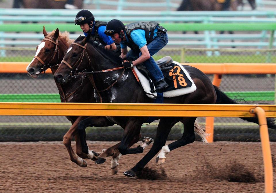 　レアリスタと美浦Ｗ併せで追い切ったキャンベルジュニア（手前）