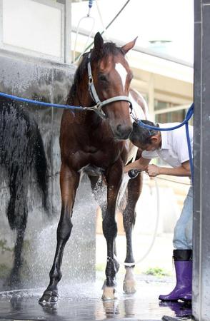　運動を終えて体を洗ってもらうメイショウナルト